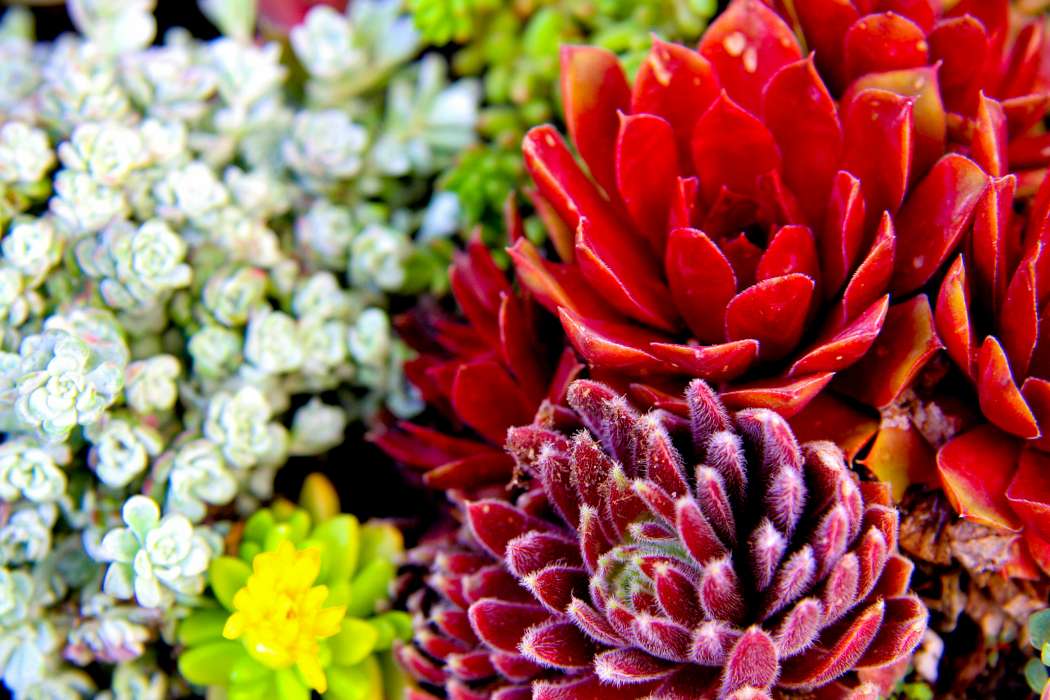 Landscape Plants