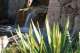 water and plants