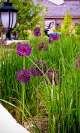 allium