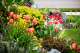 spring plantings