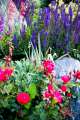 roses and salvia