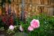 peonies
