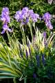 variegated iris